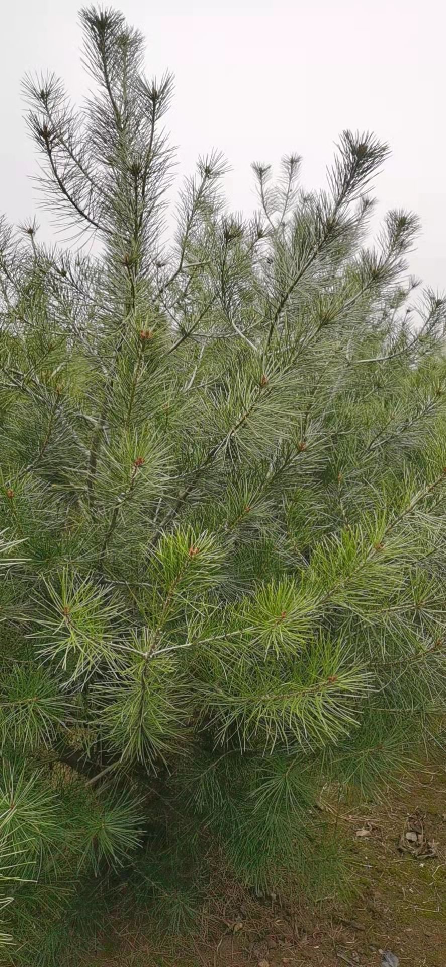 河南开封最大白皮松基地 占地3000多亩