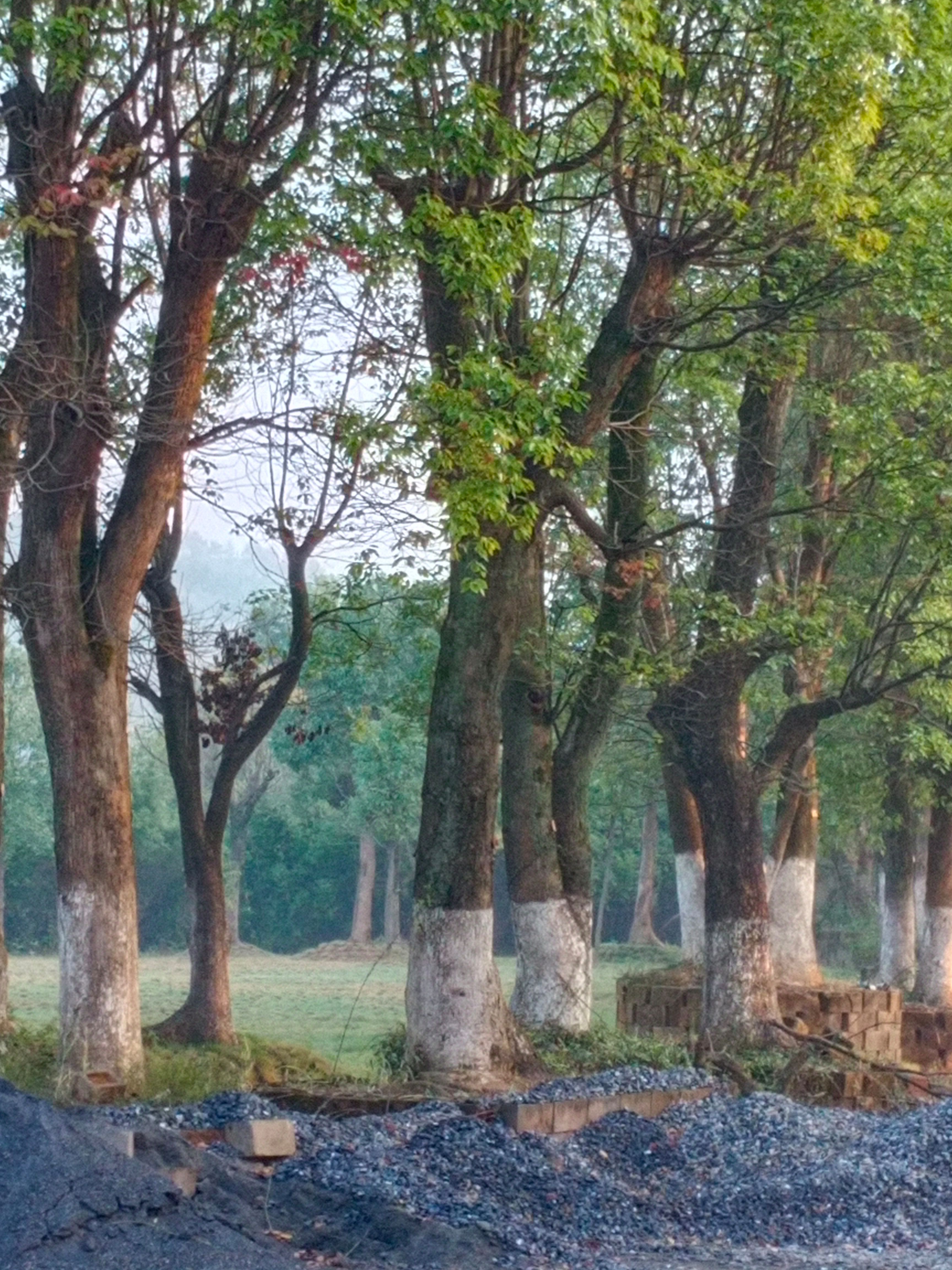 龙脑樟  杀头香樟从生香樟