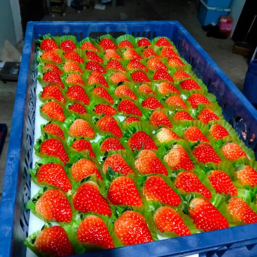 长丰县安徽合肥 长丰红颜草莓 专业代办 草莓种植占地面积 80多万