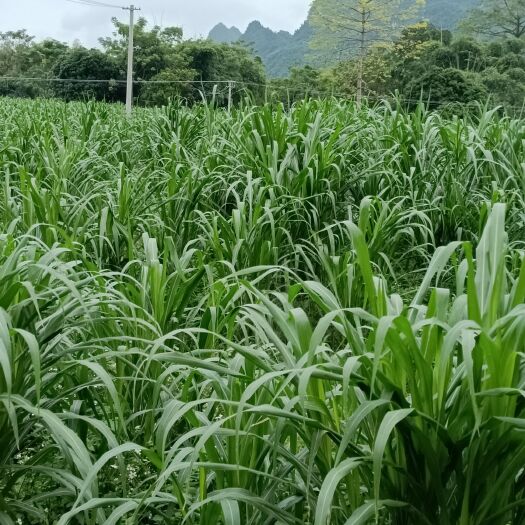 南宁牧草