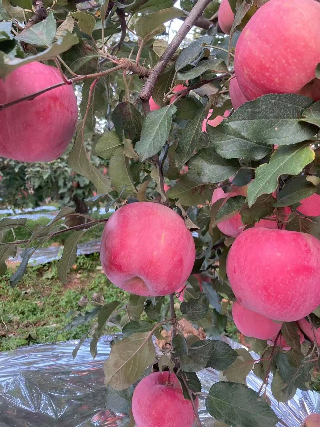 辽宁绥中红富士苹果大量出售，个头大颜色好，价钱便宜，需要联系