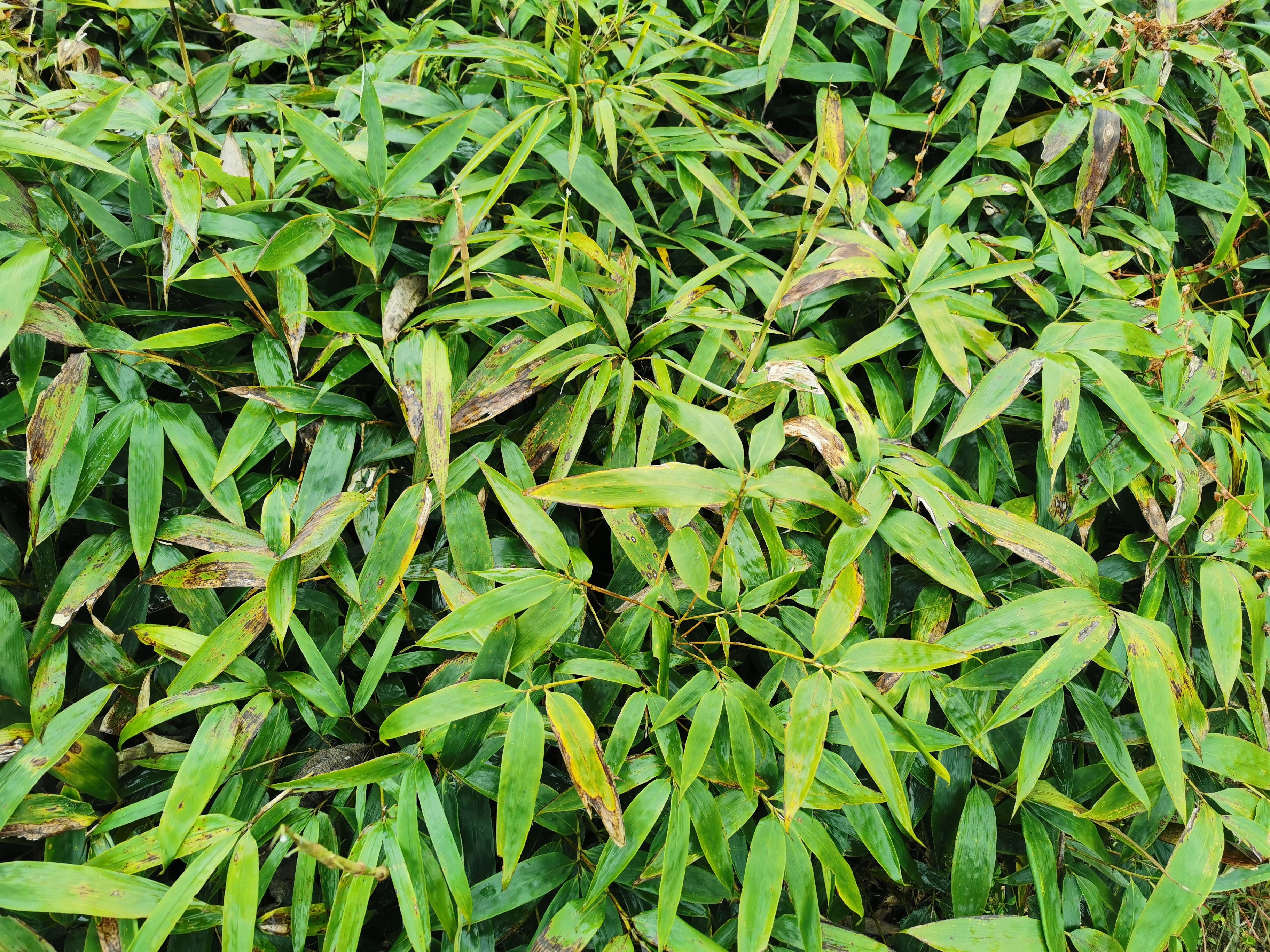 3年期方竹苗，竹苗高度1米多，欢迎咨询和采购