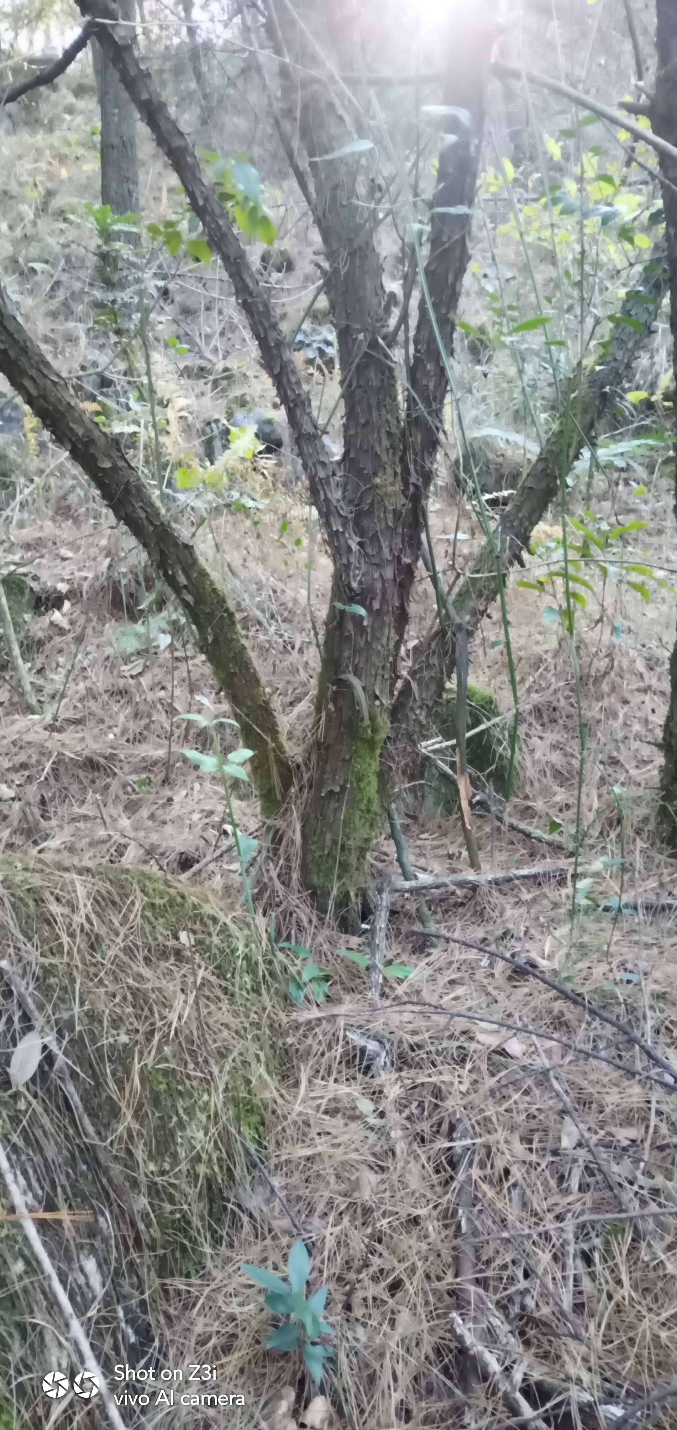 红山藤 红刺藤，山木香，倒钩刺