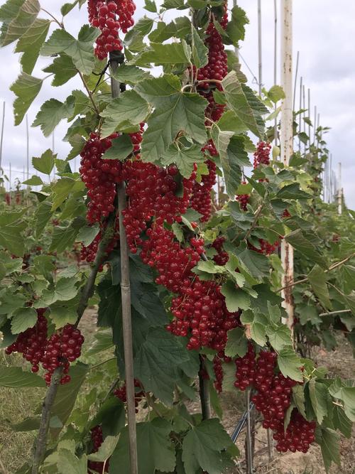 黑加仑苗  红加仑苗，新品种红加仑苗，东北抗寒红加仑苗，