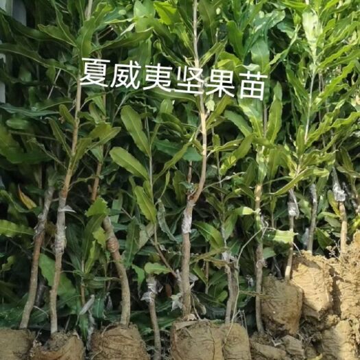 灵山县澳洲坚果苗，夏威夷果苗