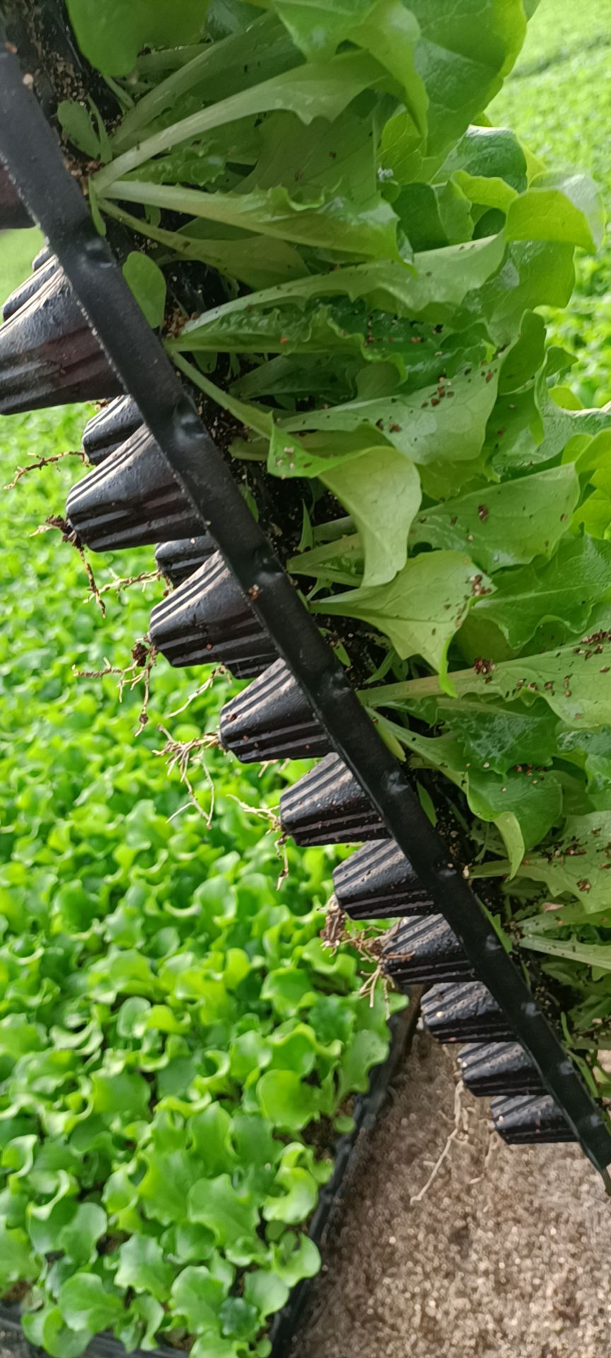 生菜苗  大速生   青叶散叶大速生生菜苗