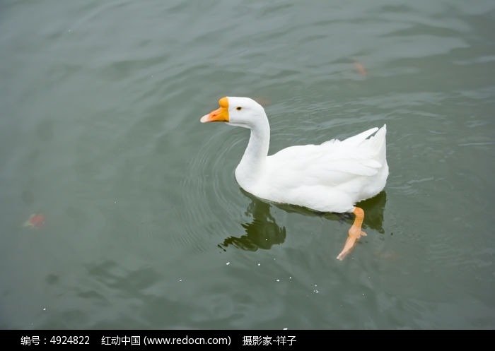 农安县白鹅  大鹅