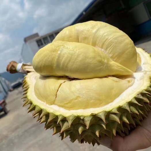  金枕榴莲 泰国榴莲产地直供批发