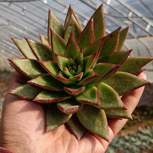 垣曲县多肉植物口红单头