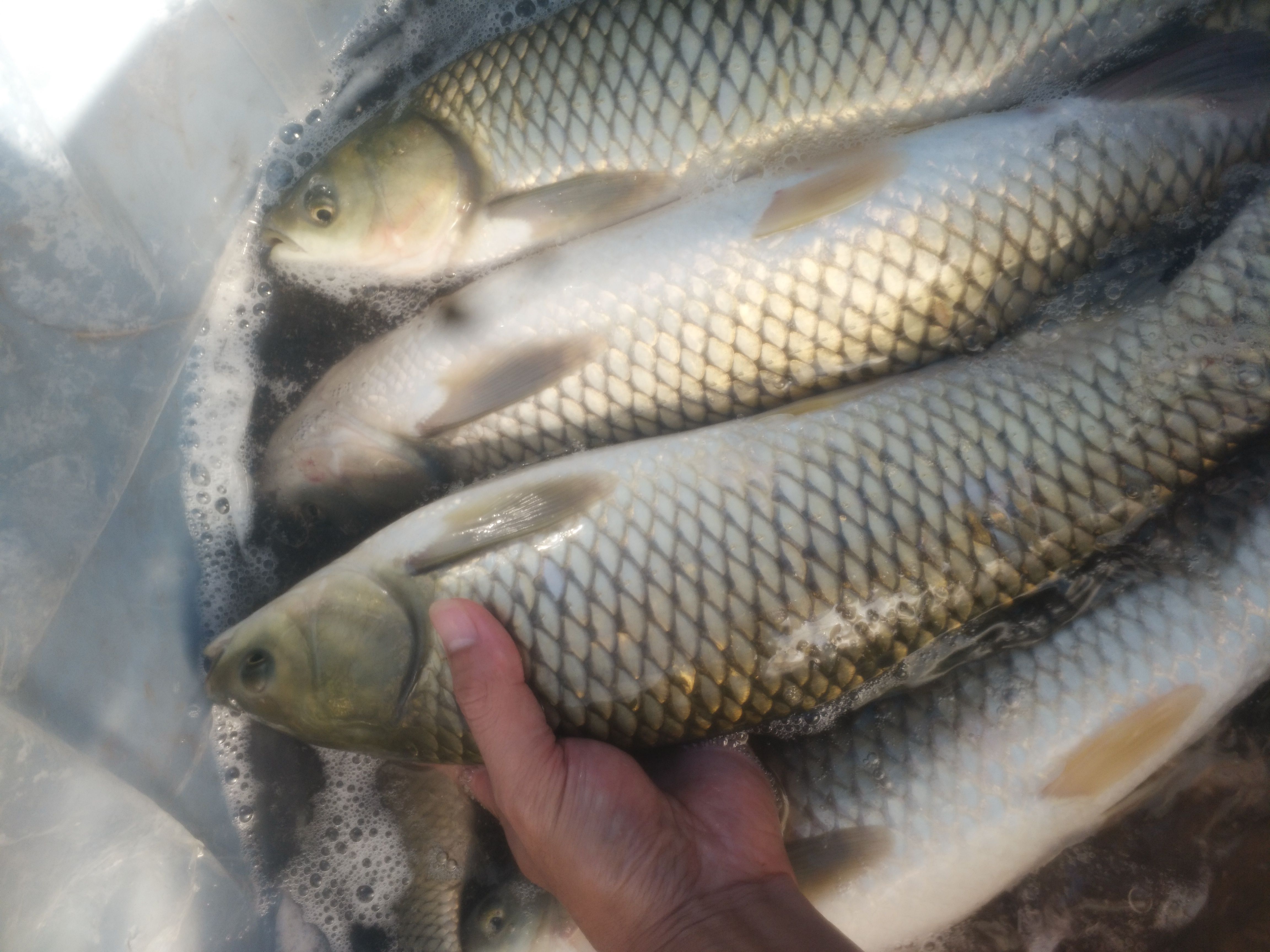 鲤鱼 池塘鲤鱼包运输下塘 提供技术指导 支持货到付款