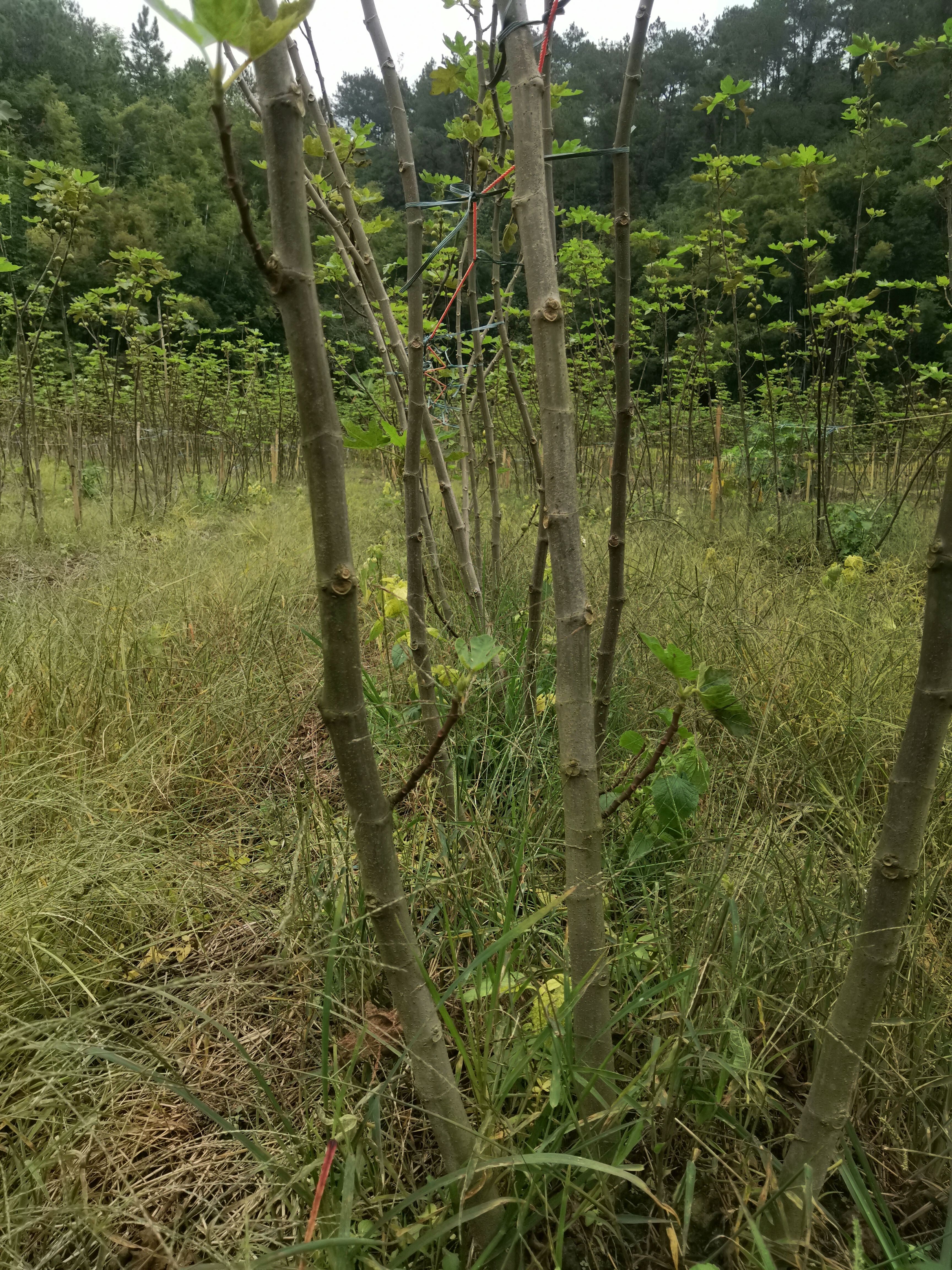 波姬红无花果苗 四年无花果树苗