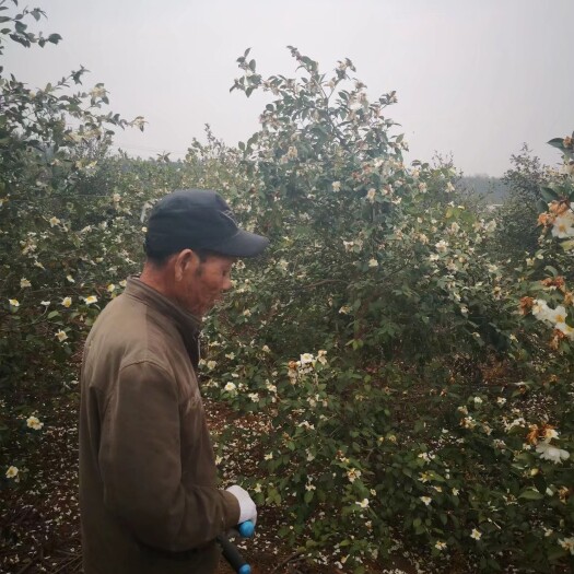 太湖县 出售油茶干茶籽