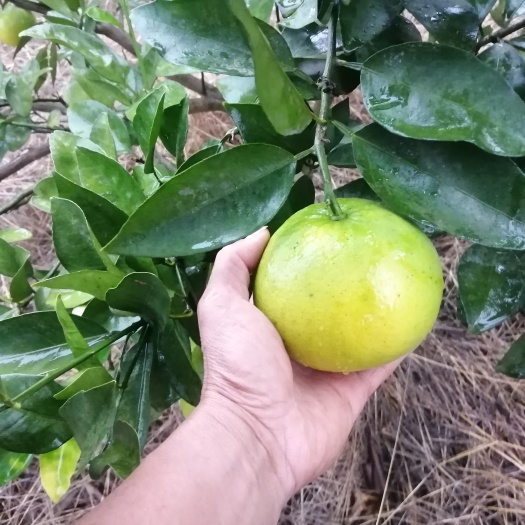 葡萄柚苗 果肉味甜无苦味 柔软多汁 耐贮藏