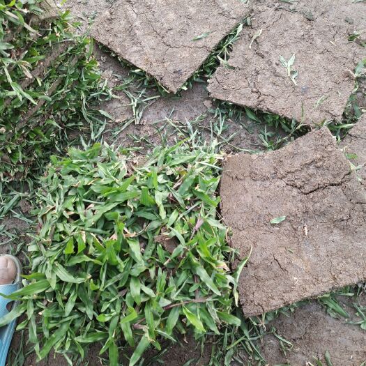 博罗县大叶油草块嫩货 泥厚成活率高， 无杂草  物优价美