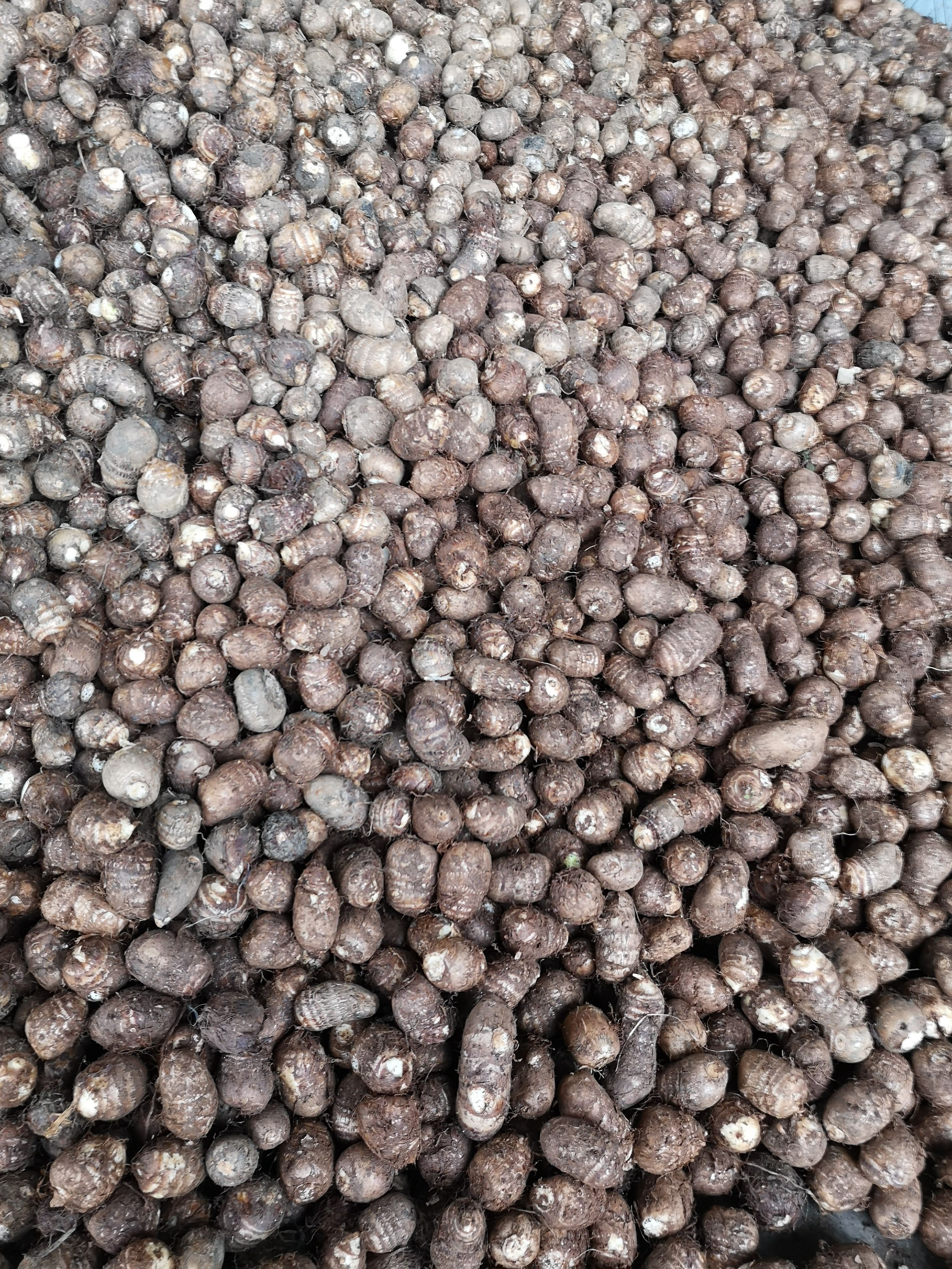 毛芋头  正宗农村乌芋头，量大，价格便宜。欢迎来电咨询。