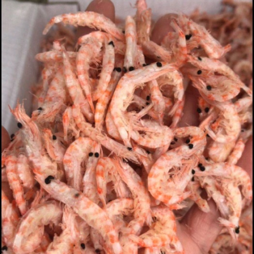 东港市南极磷虾  磷虾皮麟虾干