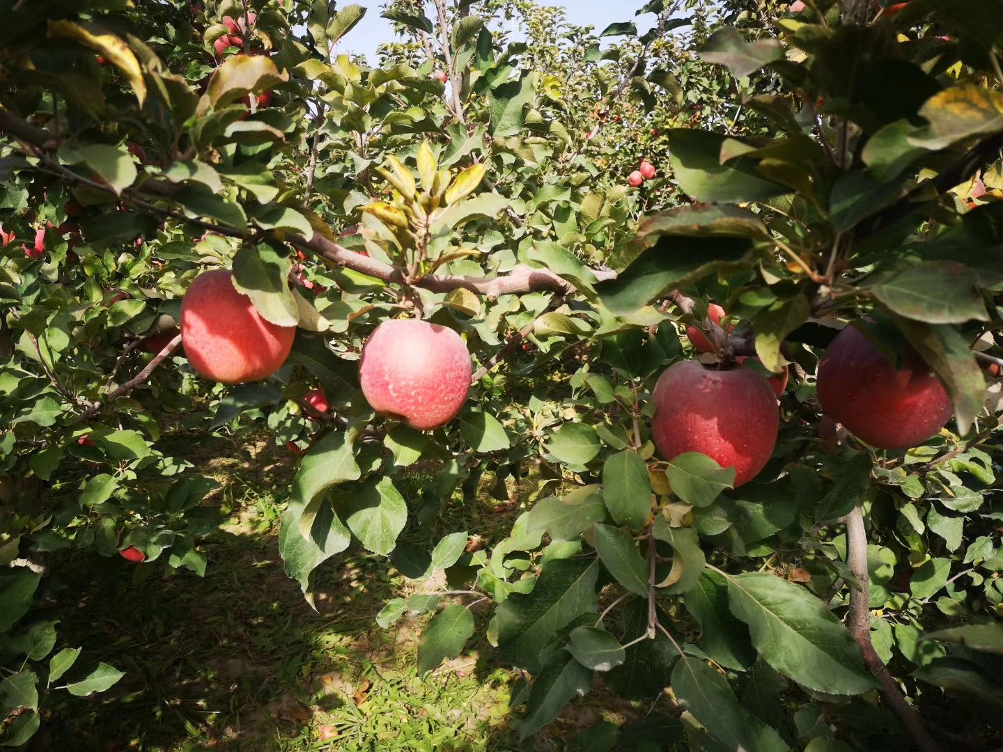 红富士苹果  新疆阿克苏冰糖心苹果产地直发新鲜水果红富士批发一件代发箱包邮