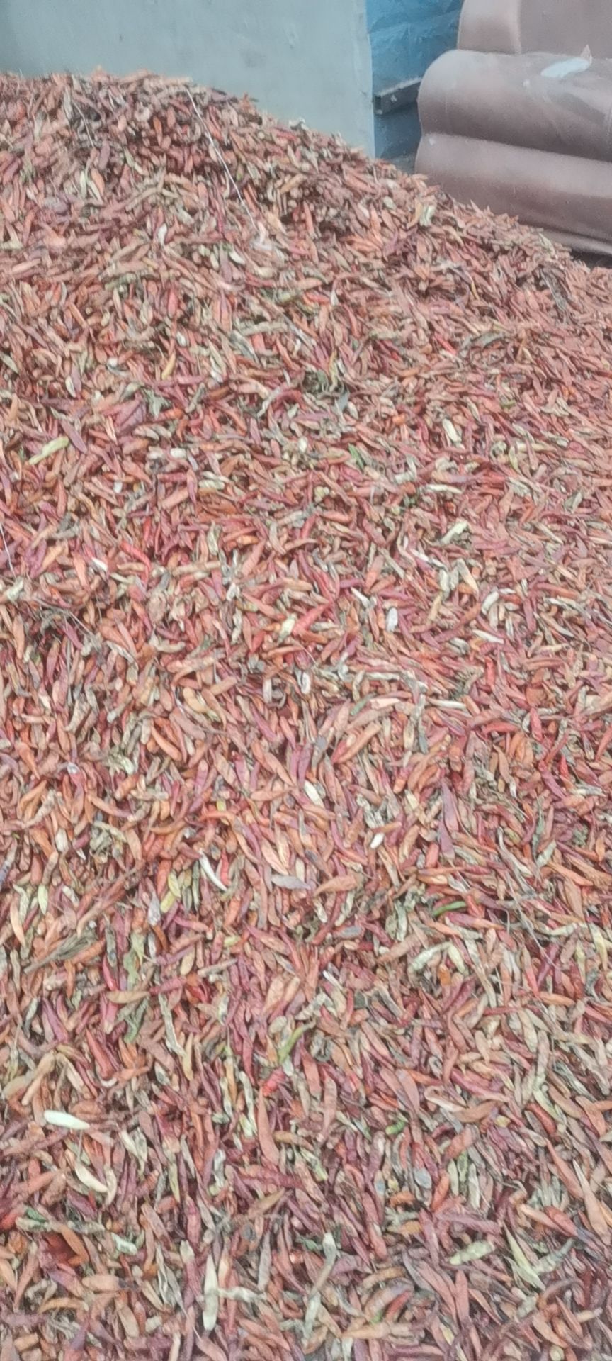 三樱干辣椒  河南花皮干辣椒