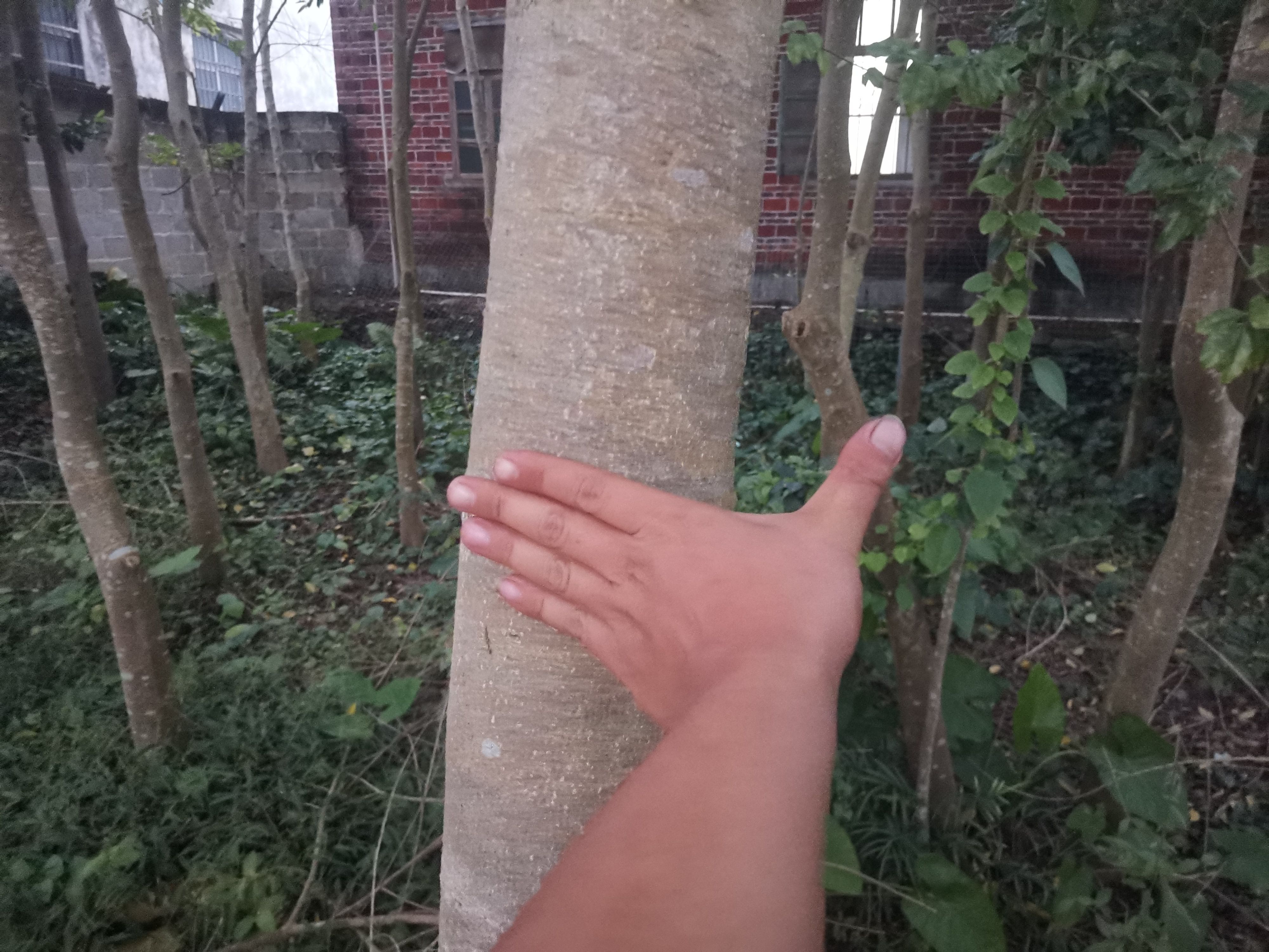  龙胆木，直径6-15cm，三千棵。风景木，三千棵