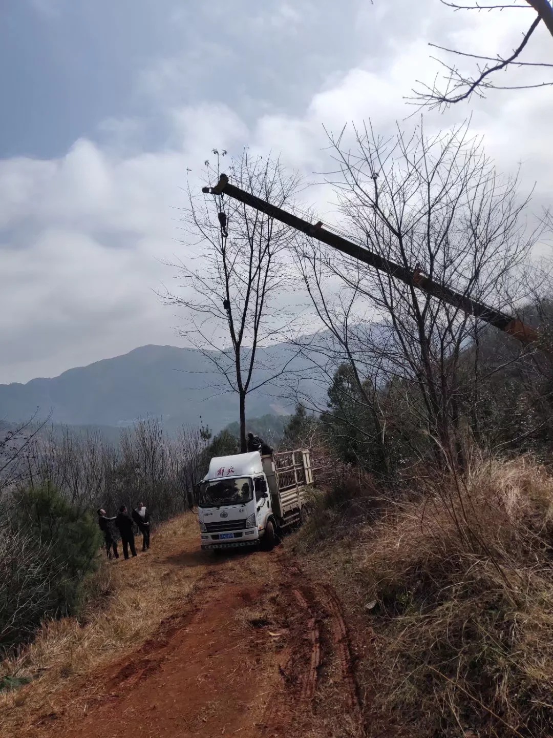 米径14－17云南樱花