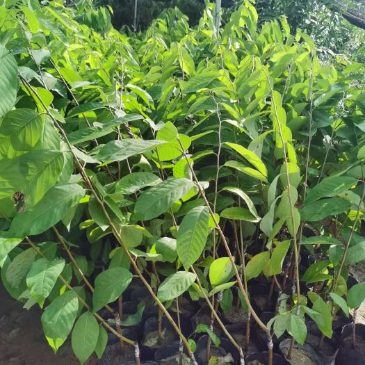 灵山县释迦果苗凤梨释迦果苗红皮释迦果苗
