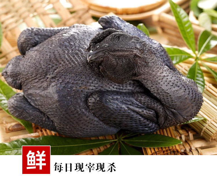 肉鸡苗  乌骨鸡苗白毛土鸡白鸡苗白毛乌鸡白羽鸡苗竹丝鸡绒毛鸡