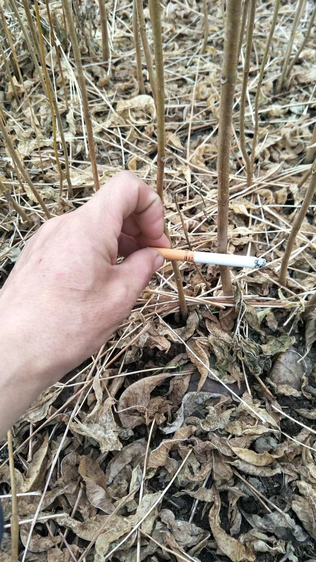 黄柏种苗  黄柏苗，基地直销，量大从优，黄波罗苗，黄柏，关黄