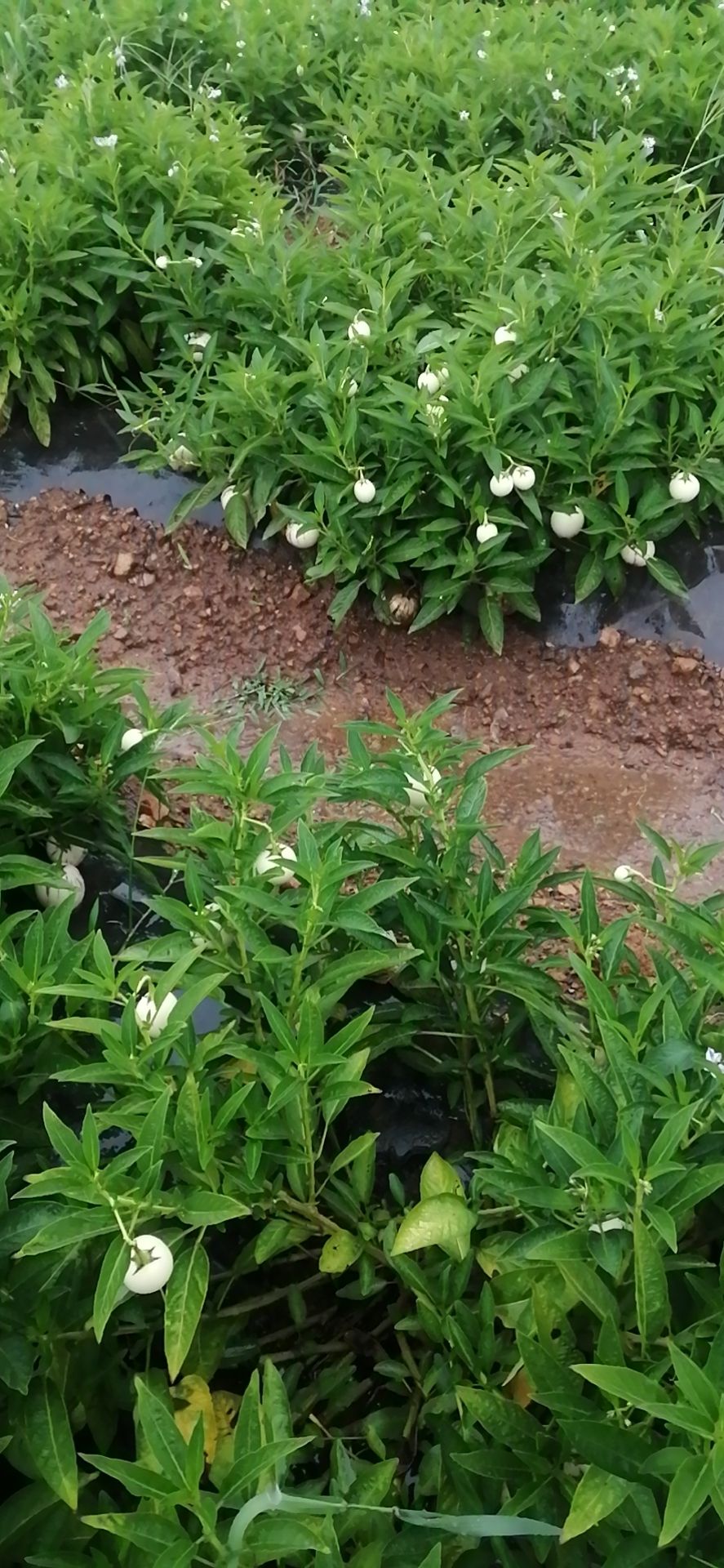 人参果苗 实生苗 