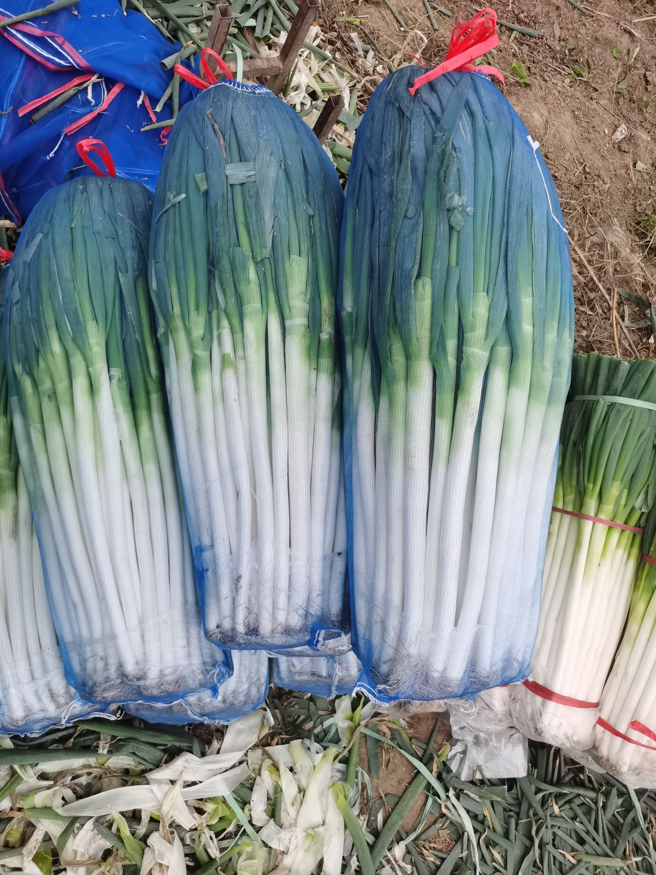 山东铁杆大葱基地:代收毛葱 加工净葱 质量保证 货代发全国