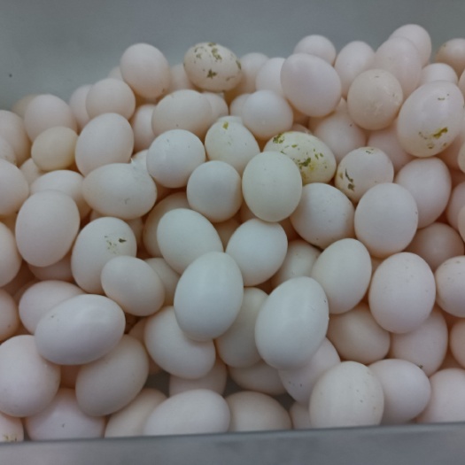 广州鸽子蛋  鲜鸽蛋