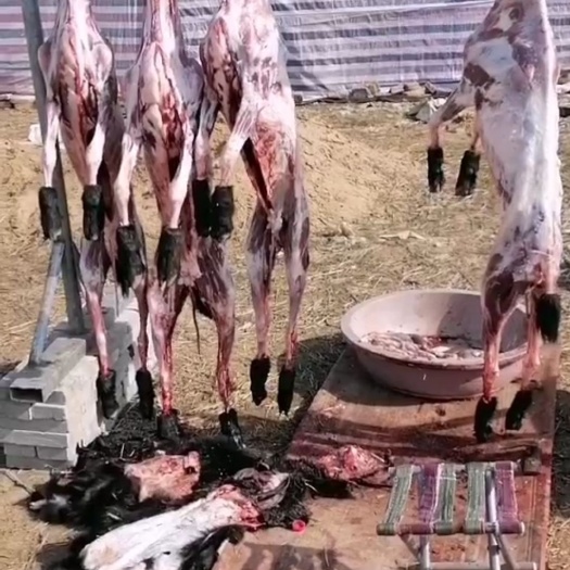 武汉羊肉类  扒皮黑山羊