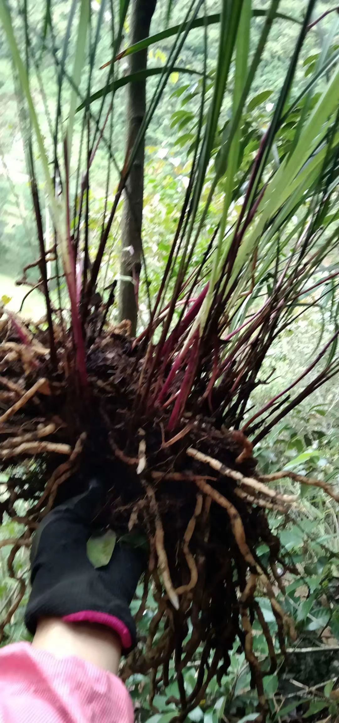 紫秀寒兰批发有现货喜欢的可以合作，常年有货