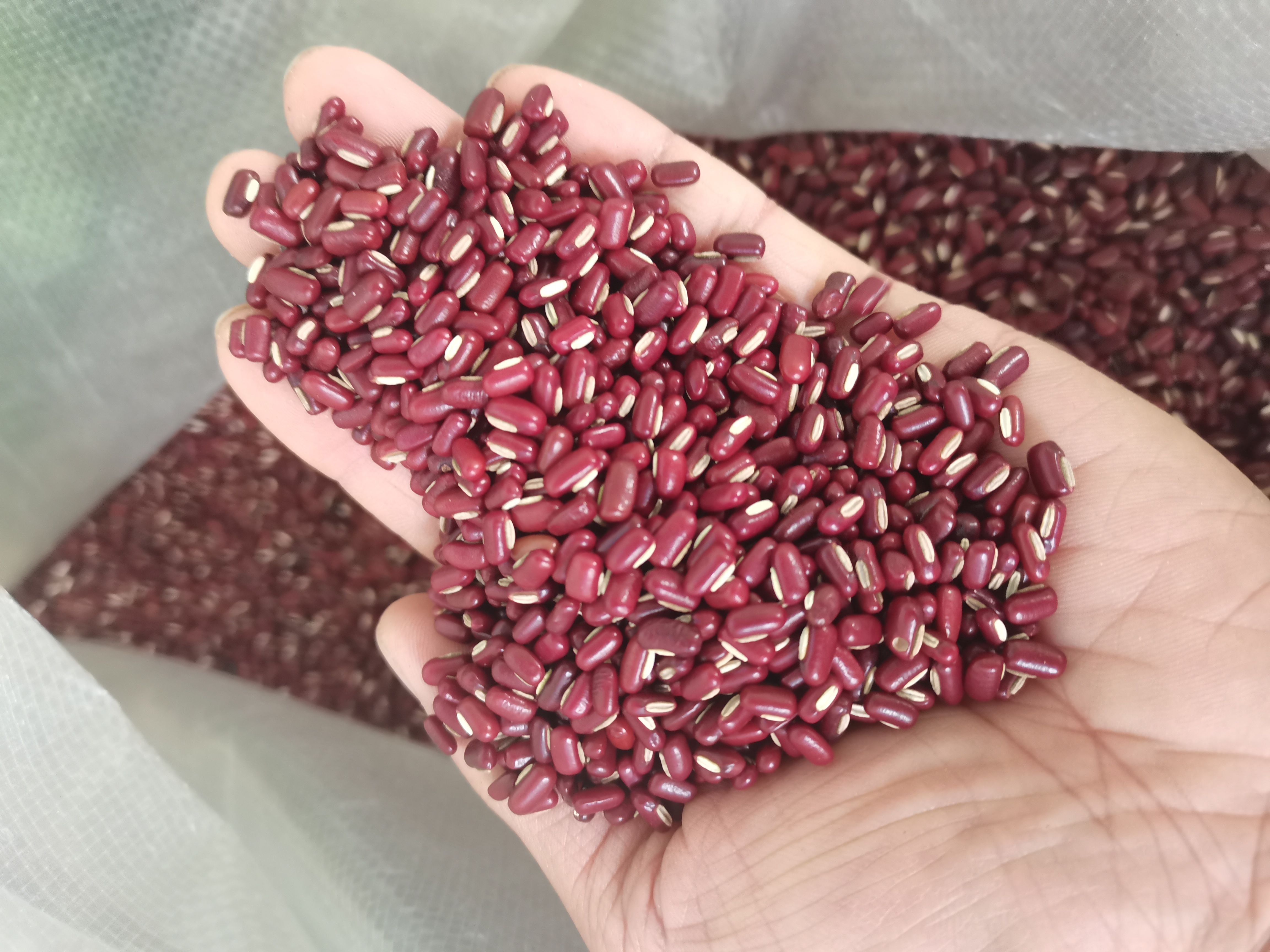 赤小豆 新货赤小豆 东北赤小豆各种香辛料中药材批发