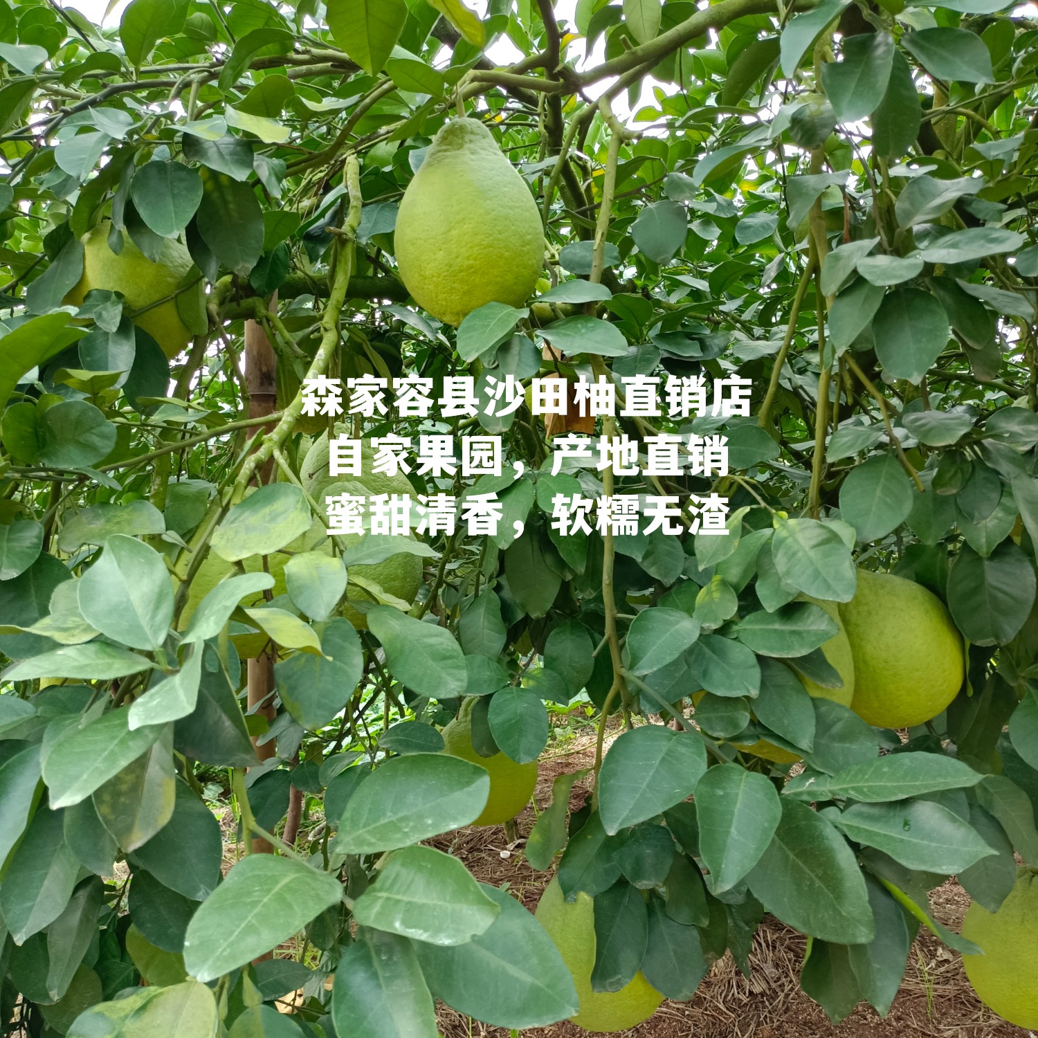 广西玉林容县沙田柚贡品级别自产自销!