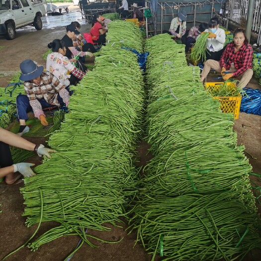 徐闻县 精品长豆角，大量有货，专门供应电商，超市，市场