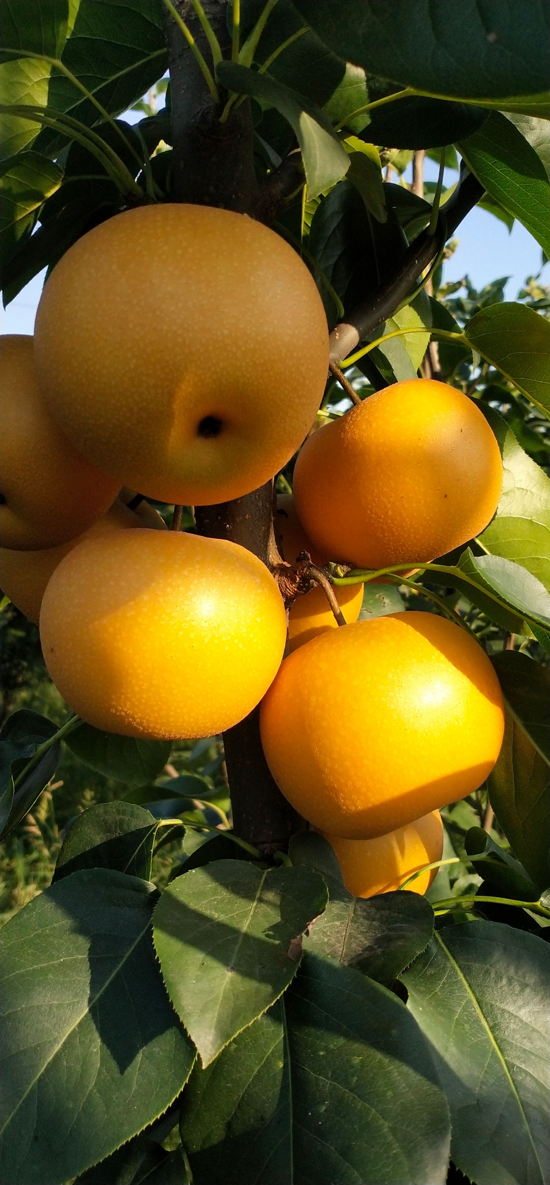 秋月梨树苗  秋月梨无石细胞，酥脆可口，有入口即化的感觉，含