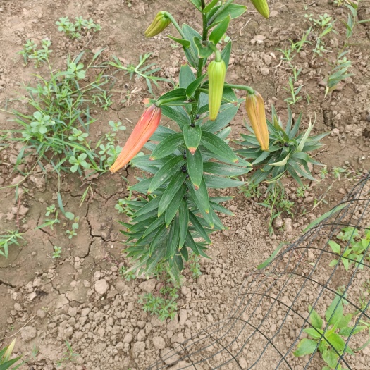 漯河马牙枣苗 枣树
