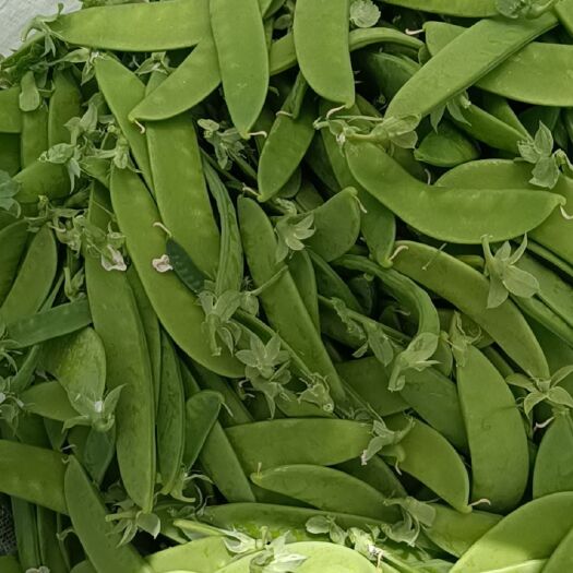 武威荷兰豆