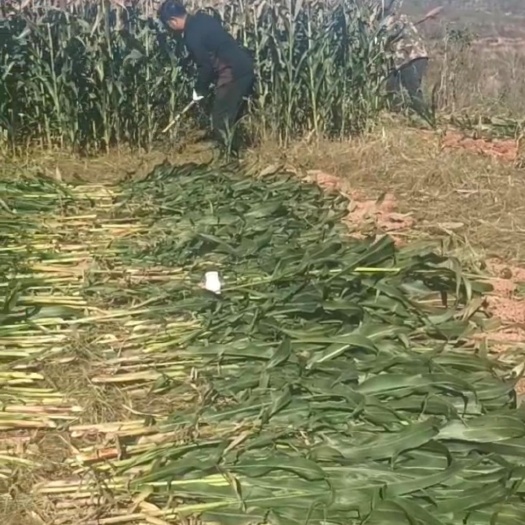 隆化县红高粱 高粱秸秆