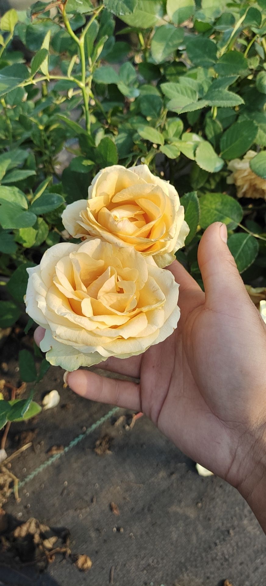 大花月季  欧月月季花苗带花苞多季开花灌木阳台庭院盆栽蔷薇玫
