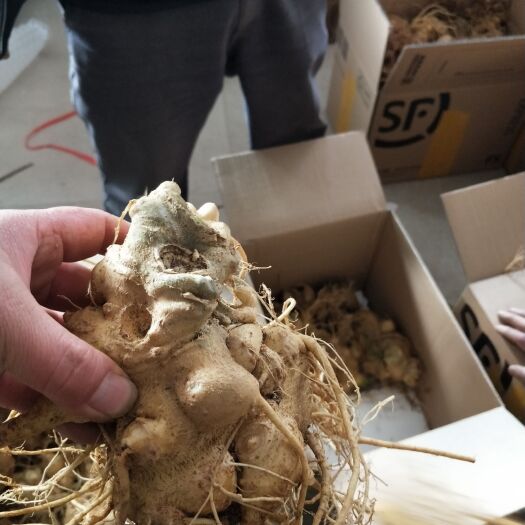 龙陵县竹节参大量上市，开挖