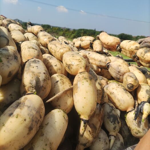 汨罗市莲藕 湖藕大量出货价格优惠