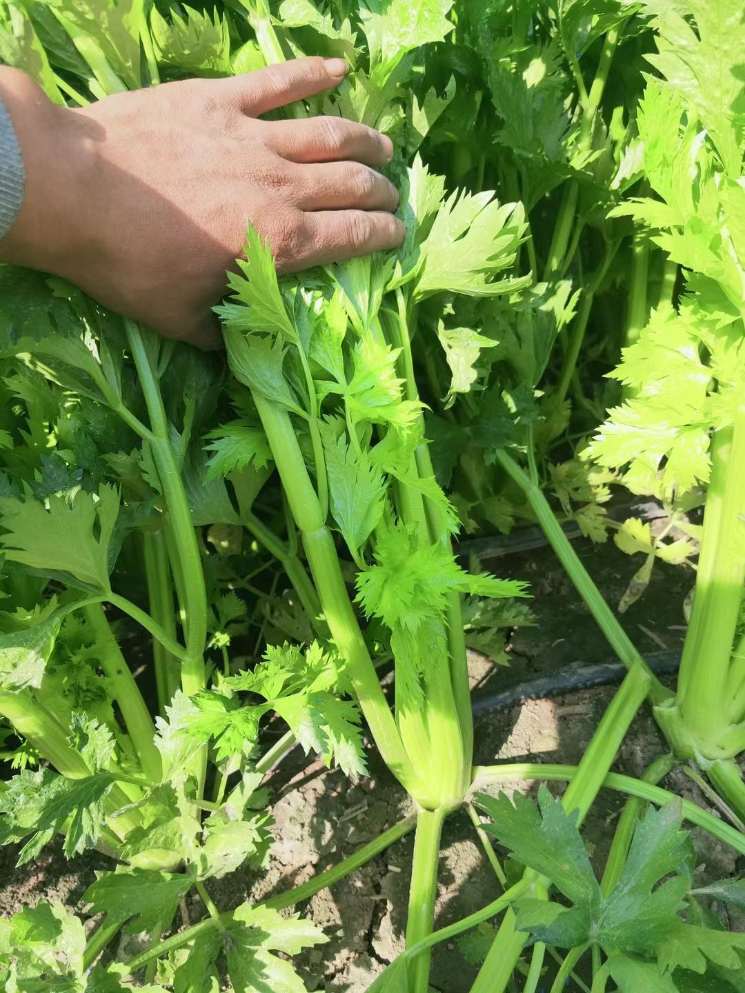 芹菜 周口西芹 河南产区万亩精品芹菜大量上市中
