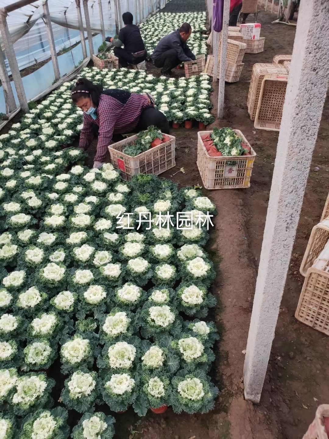 彩叶草  羽衣甘蓝 冷季型草花种植基地 羽衣甘蓝租摆草花