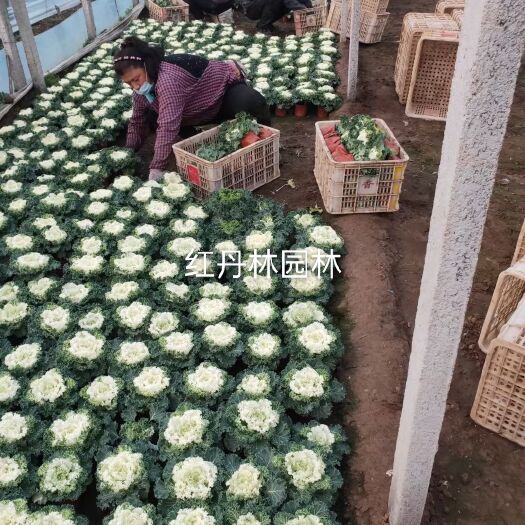 青州市彩叶草  羽衣甘蓝 冷季型草花种植基地 羽衣甘蓝租摆草花