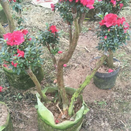 漳平市精品杜鹃花树桩，怪装