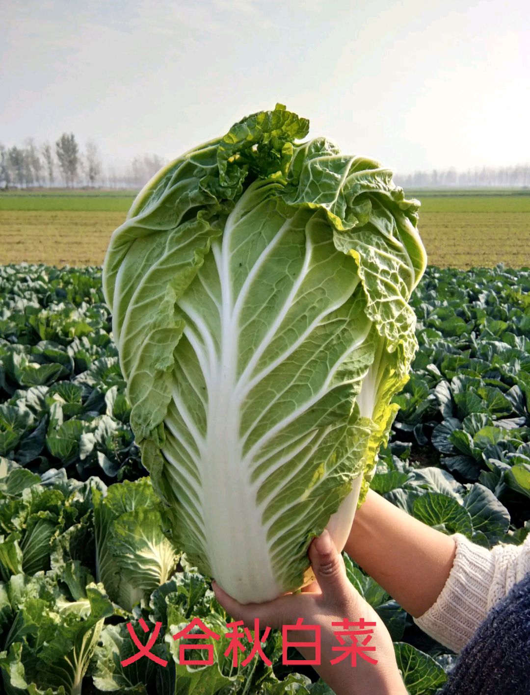 夏邑县青杂三号白菜包地
