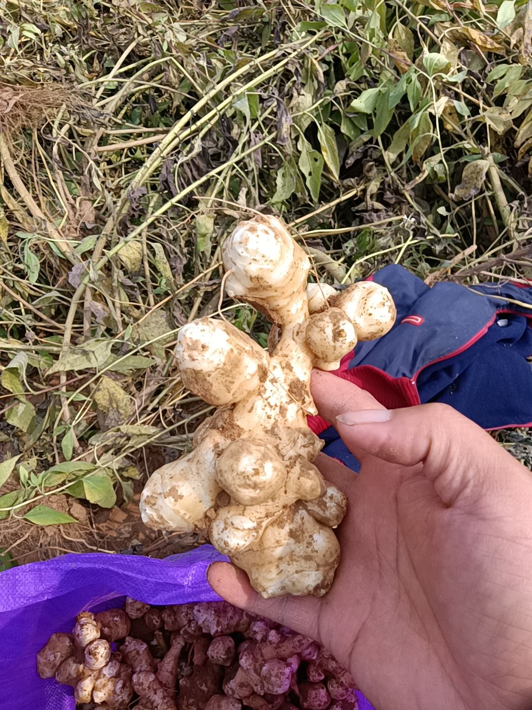 鲜洋姜，腌制洋姜。