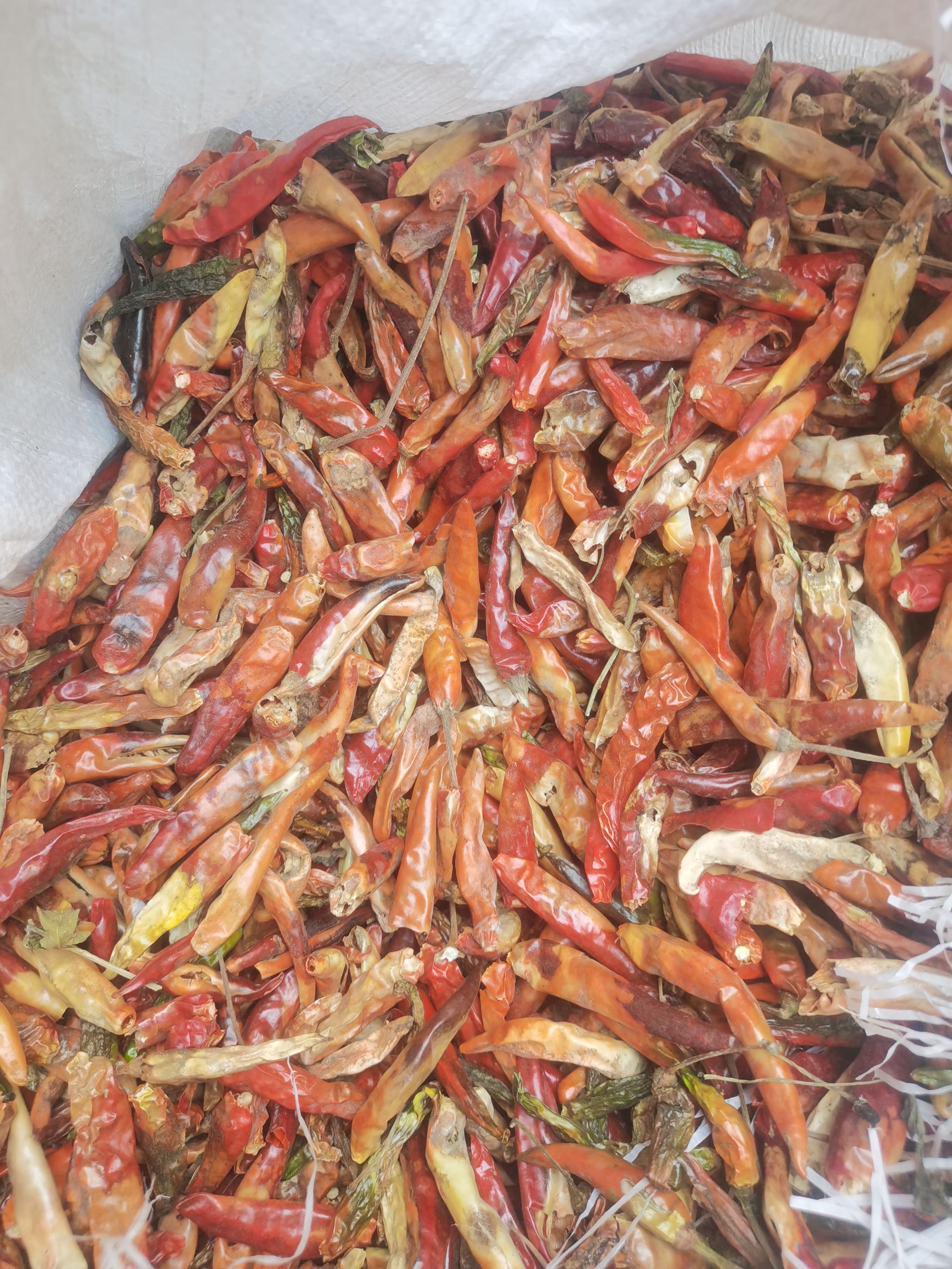 三樱干辣椒  河南花皮干辣椒