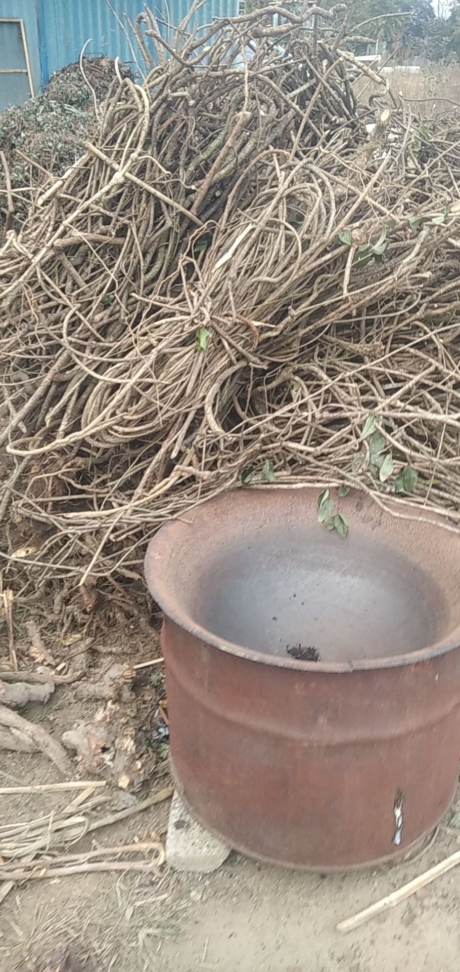 木通藤 大别山特产批发零售 可切片
